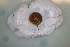  ( - THIS_1210(1))  @11 [ ] CreativeCommons Attribution (2024) Dept of Invertebrate Zoology and Hydrobiology University of Lodz