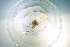  ( - TVIL_PP08(2))  @11 [ ] CreativeCommons Attribution (2024) Dept of Invertebrate Zoology and Hydrobiology University of Lodz