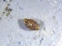  ( - VANG_2711(2))  @11 [ ] CreativeCommons Attribution (2024) Dept of Invertebrate Zoology and Hydrobiology University of Lodz