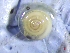  ( - VDIA_1)  @11 [ ] CreativeCommons Attribution (2024) Dept of Invertebrate Zoology and Hydrobiology University of Lodz