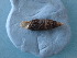  ( - VGUL_BP06(1))  @11 [ ] CreativeCommons Attribution (2024) Dept of Invertebrate Zoology and Hydrobiology University of Lodz