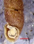  (Vestia ranojevici - VRA1)  @11 [ ] CCA (2024) University of Lodz Dept of Invertebrate Zoology and Hydrobiology, University of Lodz