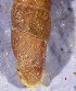  ( - VRA1)  @11 [ ] CCA (2024) University of Lodz Dept of Invertebrate Zoology and Hydrobiology, University of Lodz