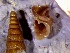  ( - VRA5)  @11 [ ] CCA (2024) University of Lodz Dept of Invertebrate Zoology and Hydrobiology, University of Lodz