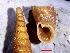  ( - VRA6)  @11 [ ] CCA (2024) University of Lodz Dept of Invertebrate Zoology and Hydrobiology, University of Lodz