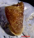 ( - VRA6)  @11 [ ] CCA (2024) University of Lodz Dept of Invertebrate Zoology and Hydrobiology, University of Lodz