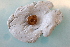  ( - XYZ_1210(1))  @11 [ ] CreativeCommons Attribution (2024) Dept of Invertebrate Zoology and Hydrobiology University of Lodz