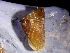  ( - gBBul2)  @11 [ ] CCA (2024) University of Lodz Dept of Invertebrate Zoology and Hydrobiology, University of Lodz