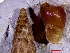  ( - gBBul3)  @11 [ ] CCA (2024) University of Lodz Dept of Invertebrate Zoology and Hydrobiology, University of Lodz