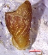  ( - gBBul3)  @11 [ ] CCA (2024) University of Lodz Dept of Invertebrate Zoology and Hydrobiology, University of Lodz