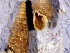  (Laciniaria - LP7a)  @11 [ ] CCA (2030) University of Lodz Dept of Invertebrate Zoology and Hydrobiology, University of Lodz