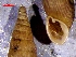  (Alinda - PF1)  @11 [ ] CCA (2024) University of Lodz Dept of Invertebrate Zoology and Hydrobiology, University of Lodz