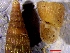  ( - VG10)  @11 [ ] CCA (2024) University of Lodz Dept of Invertebrate Zoology and Hydrobiology, University of Lodz
