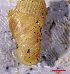  ( - VG10)  @11 [ ] CCA (2024) University of Lodz Dept of Invertebrate Zoology and Hydrobiology, University of Lodz