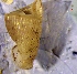  ( - VG6)  @11 [ ] CCA (2024) University of Lodz Dept of Invertebrate Zoology and Hydrobiology, University of Lodz