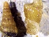  ( - VG7)  @11 [ ] CCA (2024) University of Lodz Dept of Invertebrate Zoology and Hydrobiology, University of Lodz