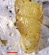  ( - VG7)  @11 [ ] CCA (2024) University of Lodz Dept of Invertebrate Zoology and Hydrobiology, University of Lodz