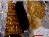  ( - VG9)  @11 [ ] CCA (2024) University of Lodz Dept of Invertebrate Zoology and Hydrobiology, University of Lodz