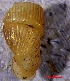  ( - VG9)  @11 [ ] CCA (2024) University of Lodz Dept of Invertebrate Zoology and Hydrobiology, University of Lodz