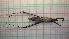  ( - HETPOL_63)  @11 [ ] CreativeCommons - Attribution Non-Commercial No Derivatives (2020) Sylwia Wozniak University of Lodz, Faculty of Biology and Environmental Protection