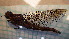  ( - ODOPL_196)  @11 [ ] CreativeCommons - Attribution Non-Commercial No Derivatives (2020) Sylwia Wozniak University of Lodz, Faculty of Biology and Environmental Protection