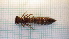  ( - ODOPL_227)  @11 [ ] CreativeCommons - Attribution Non-Commercial No Derivatives (2020) Sylwia Wozniak University of Lodz, Faculty of Biology and Environmental Protection