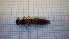  ( - ODOPL_229)  @11 [ ] CreativeCommons - Attribution Non-Commercial No Derivatives (2020) Sylwia Wozniak University of Lodz, Faculty of Biology and Environmental Protection