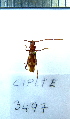  (Cupanoscelis clavipes - CIPLT-E-3497)  @11 [ ] Copyright (2015) Stefan Harrison Para la Tierra