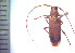  (Cacostola acuticauda - CIPLT-E-3500)  @11 [ ] Copyright (2015) Stefan Harrison Para la Tierra