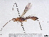  (doryMalaise01 Malaise8152 - BIOUG56609-F07)  @11 [ ] CreativeCommons - Attribution (2022) CBG Photography Group Centre for Biodiversity Genomics
