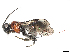  (Capitonius Malaise1924 - BIOUG56610-D03)  @11 [ ] CreativeCommons - Attribution (2021) CBG Photography Group Centre for Biodiversity Genomics