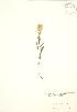  ( - SNEW055_C)  @11 [ ] Copyright (2009) Unspecified University of Guelph BIO Herbarium