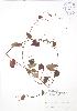  ( - SNEW031_C)  @11 [ ] Copyright (2009) Unspecified University of Guelph BIO Herbarium