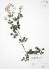  ( - SNEW045_C)  @11 [ ] Copyright (2009) Unspecified University of Guelph BIO Herbarium