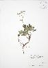  ( - SNEW053_C)  @11 [ ] Copyright (2009) Unspecified University of Guelph BIO Herbarium