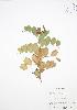  ( - SNEW016_C)  @11 [ ] Copyright (2009) Unspecified University of Guelph BIO Herbarium