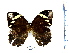  (Manataria hercyna - CIPLT-E-0419)  @11 [ ] Copyright (2016) Stefan Harrison Para la Tierra