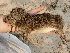  (Cavia aperea - CZPLT-M-0132)  @11 [ ] Copyright (2015) Stefan Harrison Para la Tierra