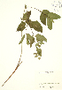  (Mirabilis nyctaginea - JK 035)  @11 [ ] Copyright (2009) Unspecified University of Guelph BIO Herbarium