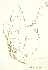  ( - JK 030)  @11 [ ] Copyright (2009) Unspecified University of Guelph BIO Herbarium