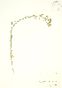  ( - JK 027)  @11 [ ] Copyright (2009) Unspecified University of Guelph BIO Herbarium