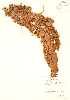  ( - JK 026)  @11 [ ] Copyright (2009) Unspecified University of Guelph BIO Herbarium