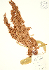  ( - JK 026)  @11 [ ] Copyright (2009) Unspecified University of Guelph BIO Herbarium