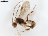  (Mesochorus unocuatrocuatro - BIOUG54702-B11)  @11 [ ] CreativeCommons - Attribution (2021) CBG Photography Group Centre for Biodiversity Genomics