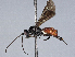  ( - BIOUG55230-D04)  @11 [ ] CreativeCommons - Attribution (2021) CBG Photography Group Centre for Biodiversity Genomics