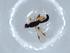  (Glyptocolastes Malaise4778 - BIOUG55941-F11)  @11 [ ] CreativeCommons - Attribution (2020) Centre for Biodiversity Genomics Centre for Biodiversity Genomics