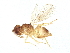  ( - BIOUG54989-B07)  @11 [ ] CreativeCommons - Attribution (2022) CBG Photography Group Centre for Biodiversity Genomics