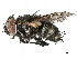  (Pseudosturmia - BIOUG55299-A04)  @15 [ ] CreativeCommons - Attribution (2020) CBG Photography Group Centre for Biodiversity Genomics