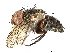  (Houghia Malaise8808 - BIOUG55300-C11)  @15 [ ] CreativeCommons - Attribution (2020) CBG Photography Group Centre for Biodiversity Genomics