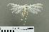  ( - RMNH.INS.550235)  @13 [ ] CreativeCommons - Attribution Non-Commercial Share-Alike (2013) Unspecified Naturalis, Biodiversity Centre